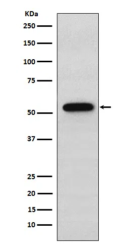 Syntrophin alpha 1 Rabbit Monoclonal Antibody - Size: 50µl