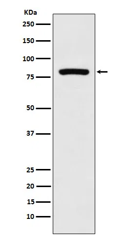MCAK Rabbit Monoclonal Antibody - Size: 100µl