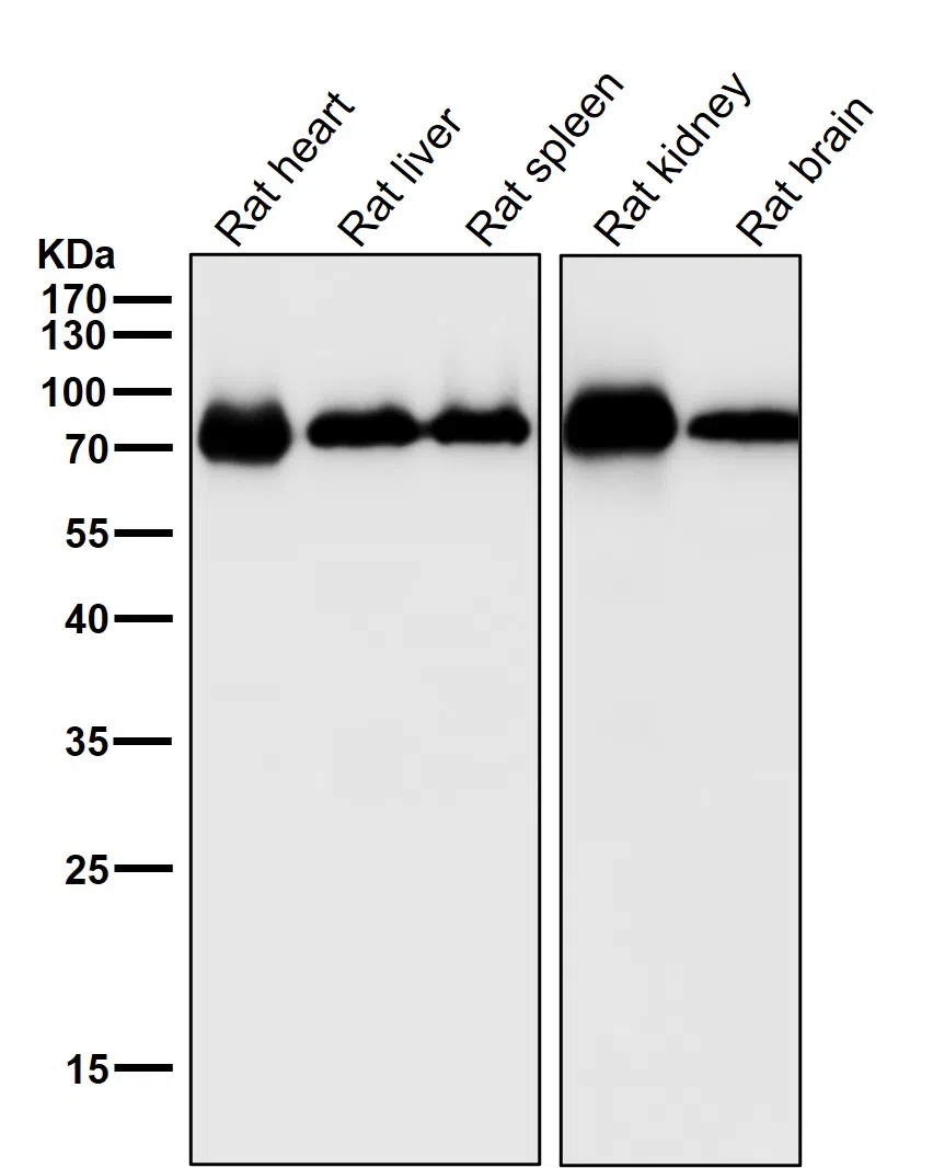 CYP1B1 Rabbit Monoclonal Antibody - Size: 50µl