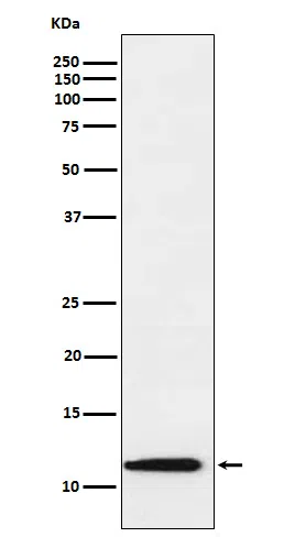 Thioredoxin2 Rabbit Monoclonal Antibody - Size: 100µl