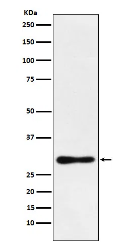 DDAH2 Rabbit Monoclonal Antibody - Size: 50µl