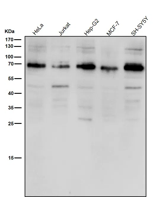 ACBD3 Rabbit Monoclonal Antibody - Size: 100µl