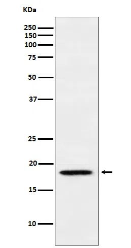 MTH1 Rabbit Monoclonal Antibody - Size: 100µl
