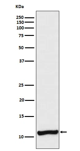 Cellubrevin Rabbit Monoclonal Antibody - Size: 100µl