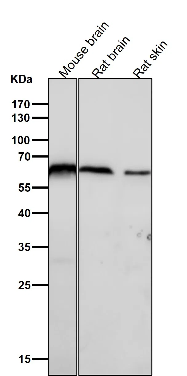 U2AF65 Rabbit Monoclonal Antibody - Size: 100µl