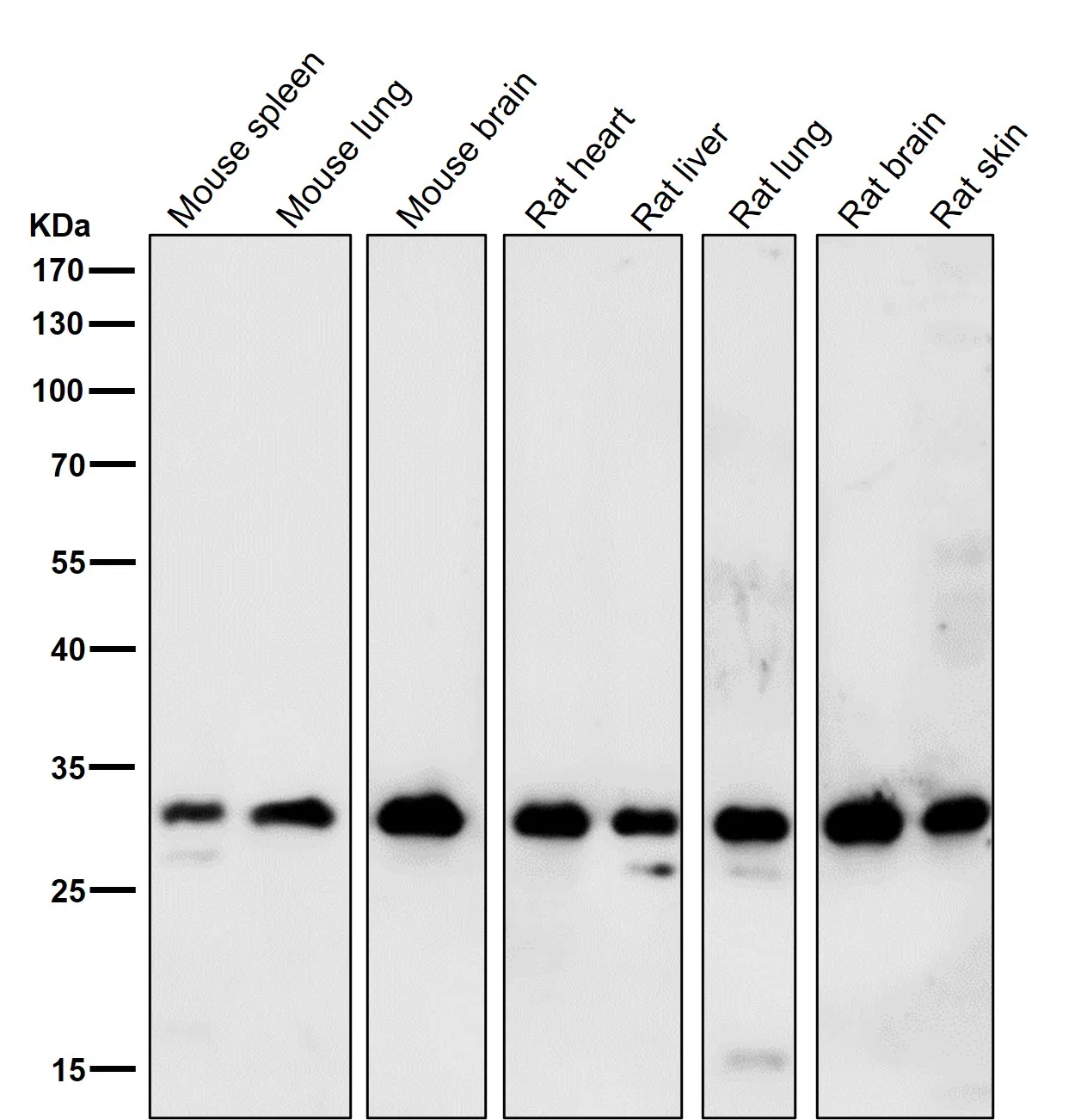 Aly Rabbit Monoclonal Antibody - Size: 100µl