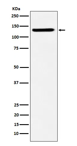 SF3B3 Rabbit Monoclonal Antibody - Size: 100µl