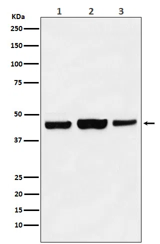 KAT1/HAT1 Rabbit Monoclonal Antibody - Size: 50µl
