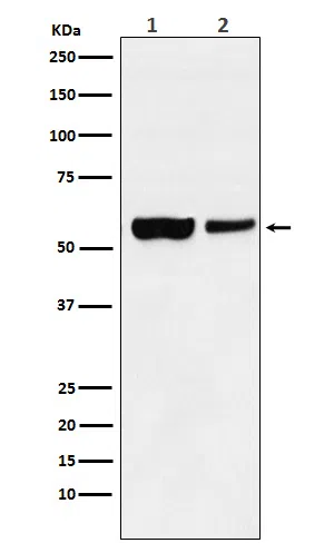USP22 Rabbit Monoclonal Antibody