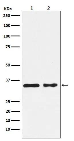 CSNK1A1 Rabbit Monoclonal Antibody - Size: 50µl