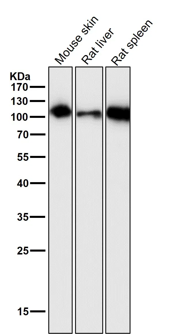 ICAM1/CD54 Rabbit Monoclonal Antibody - Size: 50µl