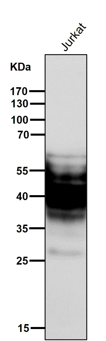 SYPL1 Rabbit Monoclonal Antibody - Size: 100µl