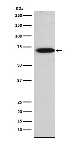 TRIM29 Rabbit Monoclonal Antibody - Size: 50µl