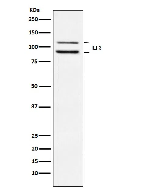 ILF3 Rabbit Monoclonal Antibody