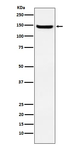 JAG2 Rabbit Monoclonal Antibody - Size: 100µl
