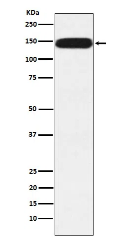 Pumilio 1 Rabbit Monoclonal Antibody - Size: 50µl