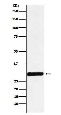 Annexin IV Rabbit Monoclonal Antibody - Size: 100µl