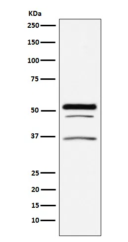 PIST Rabbit Monoclonal Antibody - Size: 50µl