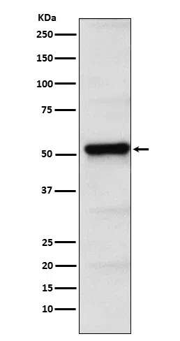 PICK1 Rabbit Monoclonal Antibody - Size: 100µl
