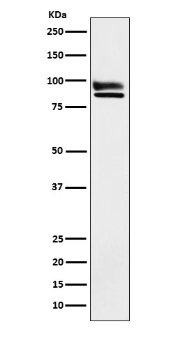 OS9 Rabbit Monoclonal Antibody - Size: 50µl