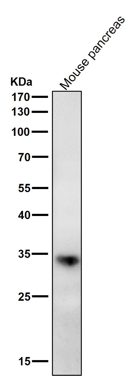 ERP27 Rabbit Monoclonal Antibody - Size: 50µl