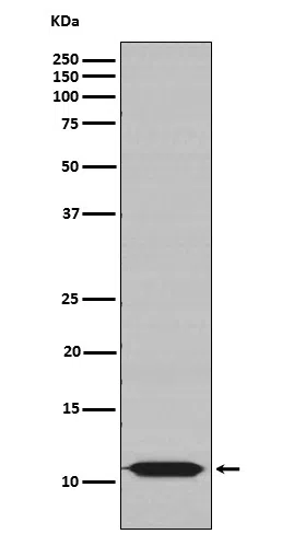 HSP10 Rabbit Monoclonal Antibody - Size: 100µl