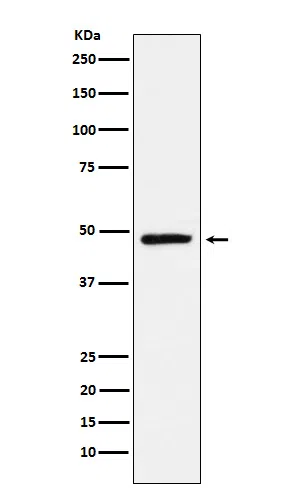 NR2E1 Rabbit Monoclonal Antibody - Size: 50µl