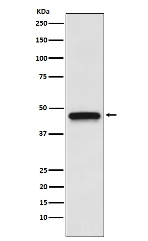 S1PR3 Rabbit Monoclonal Antibody - Size: 50µl