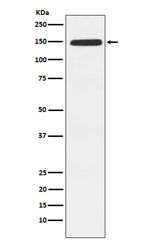 Xanthine Oxidase Rabbit Monoclonal Antibody - Size: 50µl