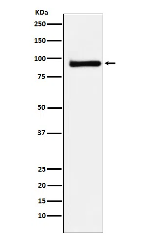 KAISO Rabbit Monoclonal Antibody