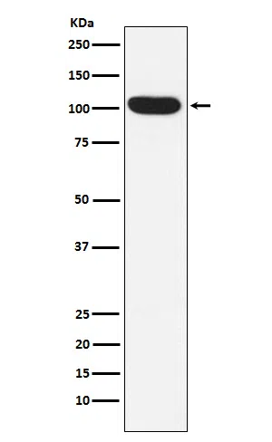 ITCH Rabbit Monoclonal Antibody