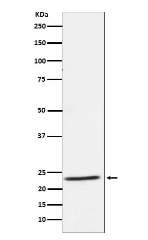 IL32 Rabbit Monoclonal Antibody - Size: 100µl
