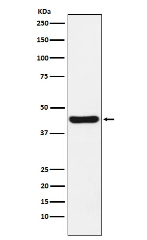 NUDEL Rabbit Monoclonal Antibody