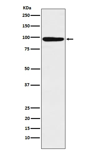 MCM4 Rabbit Monoclonal Antibody - Size: 100µl