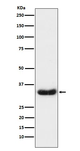 LEFTY1+LEFTY2 Rabbit Monoclonal Antibody - Size: 100µl
