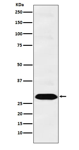 PSMA1 Rabbit Monoclonal Antibody - Size: 100µl