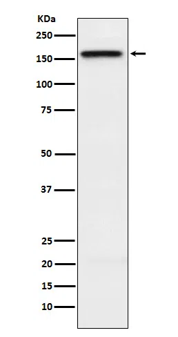 KIF4A Rabbit Monoclonal Antibody - Size: 100µl