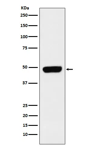 Pannexin 1 Rabbit Monoclonal Antibody - Size: 50µl