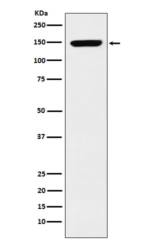 p150 CAF1 Rabbit Monoclonal Antibody - Size: 100µl