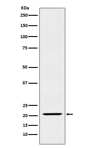 IL23 Rabbit Monoclonal Antibody - Size: 50µl