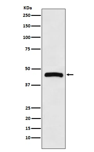 HRH3 Rabbit Monoclonal Antibody - Size: 50µl