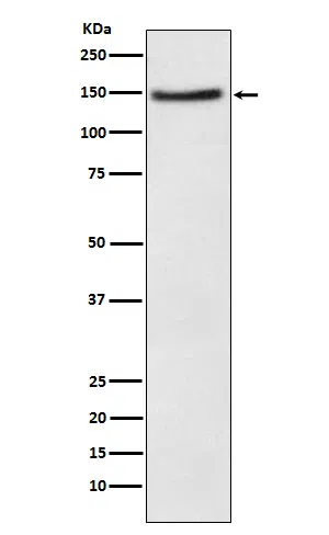 NPC1L1 Rabbit Monoclonal Antibody