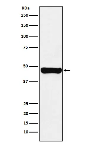 RCC1 Rabbit Monoclonal Antibody