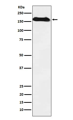 NAIP Rabbit Monoclonal Antibody
