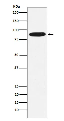 MST1 Rabbit Monoclonal Antibody - Size: 50µl