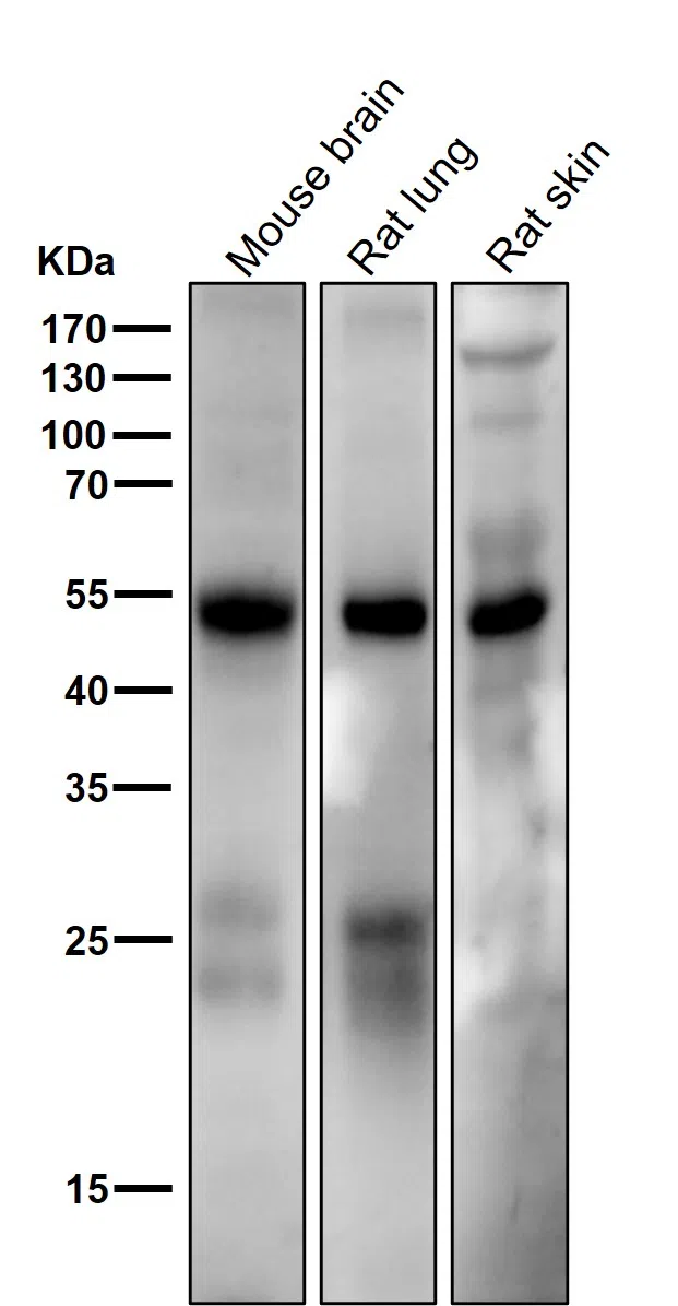 5HT7 Receptor Rabbit Monoclonal Antibody - Size: 100µl