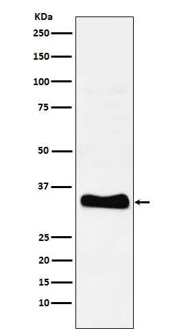 Monoacylglycerol Lipase Rabbit Monoclonal Antibody - Size: 50µl