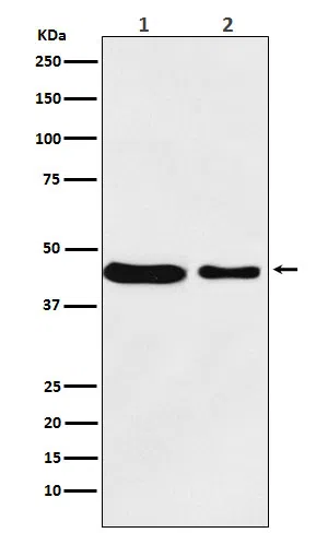 MC4R eceptor Rabbit Monoclonal Antibody