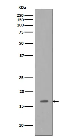 Osteocalcin Rabbit Monoclonal Antibody - Size: 100µl