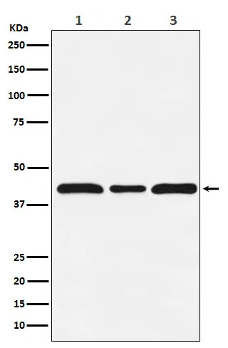 c-Maf Rabbit Monoclonal Antibody - Size: 50µl